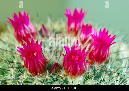 Nahaufnahme Foto von Kaktus Blumen Mammillaria haageana Stockfoto