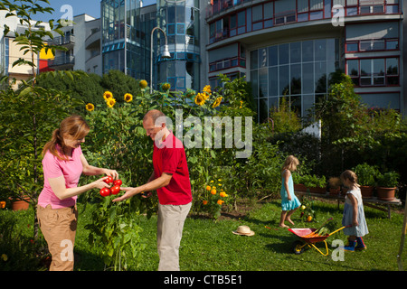 Familie, Vater, Mutter und zwei Töchter, die Ernte von Tomaten, Urban Gardening, Urban Farming, Stuttgart, Baden-Wurttemberg, Keim Stockfoto
