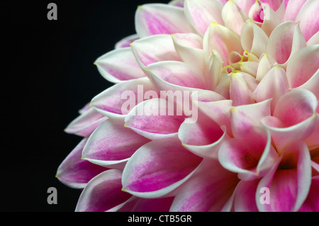 Nahaufnahme der Blüte rosa Dahlie Stockfoto