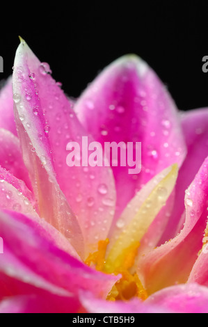 Nahaufnahme der Blüte rosa Dahlie Stockfoto