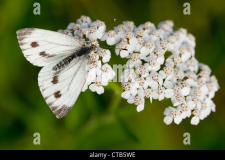 Grün-veined weiß Pieris Napi weibliche Nectaring auf Schafgarbe in Barkbooth Menge, Cumbria im Juli. Stockfoto