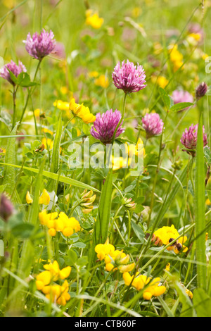 Klee und Vogel's – Foot Trefoil (Lotus Corniculatus) in Wildblumen Wiese, England, UK Stockfoto
