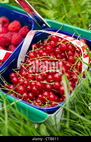 Frische rote Johannisbeeren, bei der eine Abholung Ihrer eigenen Farm in Esher, Surrey Stockfoto