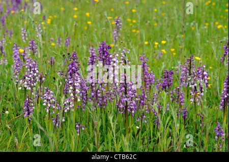 Grün-winged Orchideen (Orchis Morio) Stockfoto