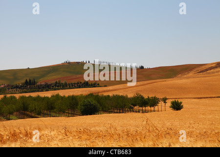 Tuscany Landschaft Sommer 2012. Stockfoto