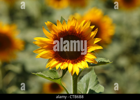 Tuscany Landschaft Sommer 2012. Stockfoto