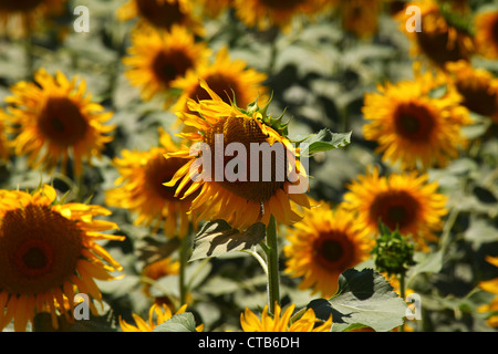 Tuscany Landschaft Sommer 2012. Stockfoto