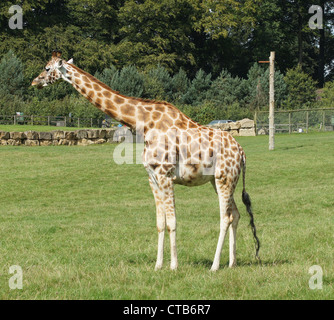 Netzartige Giraffe genommen am Longleat Safari Park, Wiltshire, UK Stockfoto