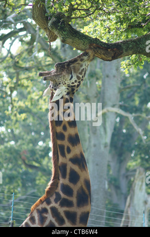 Netzartige Giraffe knabbert einen Zweig. Aufgenommen am Longleat Safari Park, Wiltshire, UK Stockfoto