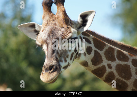 Netzartige Giraffe genommen am Longleat Safari Park, Wiltshire, UK Stockfoto