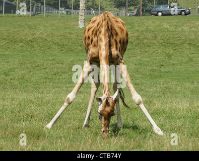 Netzartige Giraffe eifrig Weiden. Aufgenommen am Longleat Safari Park, Wiltshire, UK Stockfoto