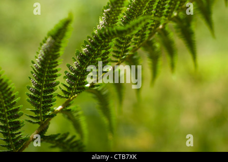 Nahaufnahme von Bracken Sporen, Pteridium, gemeinsame Bracken, Pteridium Aquilinum auf ein Bracken-Wedel. Stockfoto