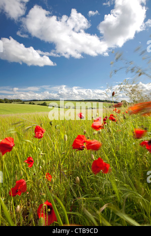 Mohn, wiegen sich im Wind am Rande des Gerstenfeld, Cotswolds, Gloucestershire, England, UK Stockfoto