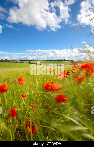 Mohn, wiegen sich im Wind am Rande des Gerstenfeld, Cotswolds, Gloucestershire, England, UK Stockfoto