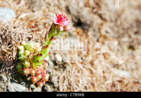 Sempervivum Arachnoideum: Hauswurzen oder Liveforever alpine Sukkulente, auch bekannt als Henne und Küken Stockfoto