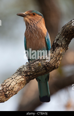 Indian Roller Vogel sitzend auf einem Ast Stockfoto