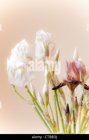 Zusammensetzung der weiße Iris Blumen in hellen warmen Hintergrund Stockfoto