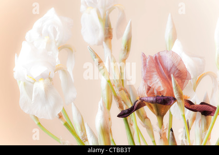 Zusammensetzung der weiße Iris Blumen in hellen warmen Hintergrund Stockfoto