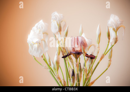 Zusammensetzung der weiße Iris Blumen in hellen warmen Hintergrund Stockfoto