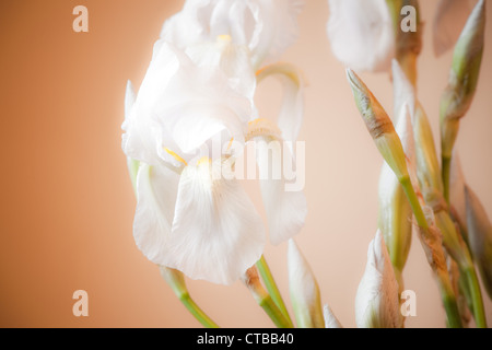 Zusammensetzung der weiße Iris Blumen in hellen warmen Hintergrund Stockfoto