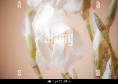 Zusammensetzung der weiße Iris Blumen in hellen warmen Hintergrund Stockfoto