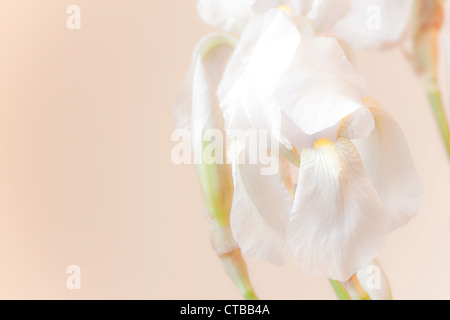 Zusammensetzung der weiße Iris Blumen in hellen warmen Hintergrund Stockfoto