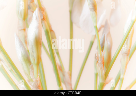 Zusammensetzung der weiße Iris Blumen in hellen warmen Hintergrund Stockfoto