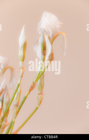 Zusammensetzung der weiße Iris Blumen in hellen warmen Hintergrund Stockfoto