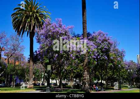 Die Plaza de Cesar Chavez im Frühsommer, San Jose, CA Stockfoto