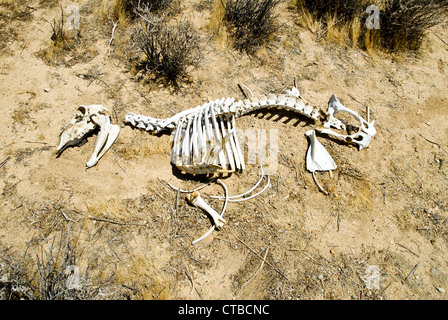Gebleichte weiße Antilope Skelett in der Mojave-Wüste Stockfoto