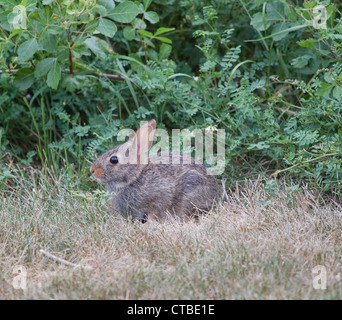 Eine North American östlichen Cottontail Kaninchen sitzen in den Rasen mit Ohren Warnung. Stockfoto