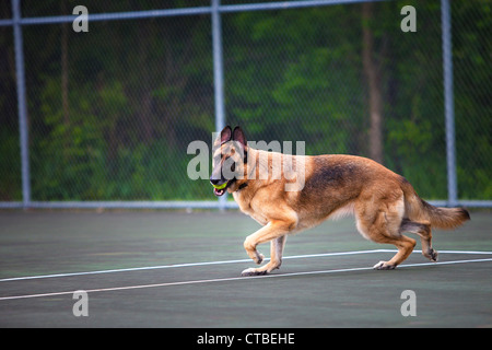 Weiblicher Schäferhund spielt fangen mit einem Tennisball auf einem Tennisplatz Stockfoto