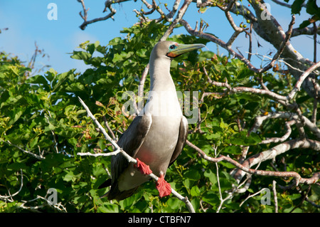 Ein Erwachsener Red-footed Sprengfallen (Sula Sula) thront auf einem Ast an Prinz Philip Schritte, Genovesa Island, Galapagos-Inseln, Ecuador. Stockfoto