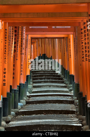 Tausend rote Torii-Tore (die Senbon Torii) stehen in Fushimi Inari-taisha, Kyoto, Japan. Es ist der Hauptschrein von Inari, gott des Reises und der Landwirtschaft Stockfoto