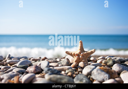 Starfish on the beach background Stockfoto
