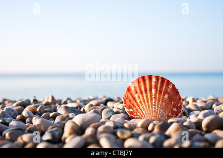 Muschel mit Meer und blauer Himmel im Hintergrund Stockfoto