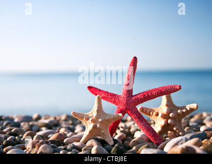 Drei Seesterne am Strand Stockfoto