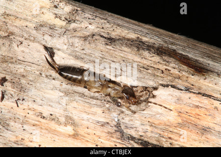 Jungen gemeinsamen Ohrwurm. Forfculidae Forficula Auricularia. Stockfoto