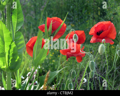 Mohn mit neue Knospen. Stockfoto