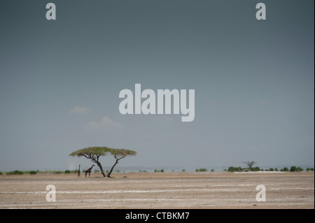Zwei Giraffen bergende unter einer Akazie in Amboseli Stockfoto