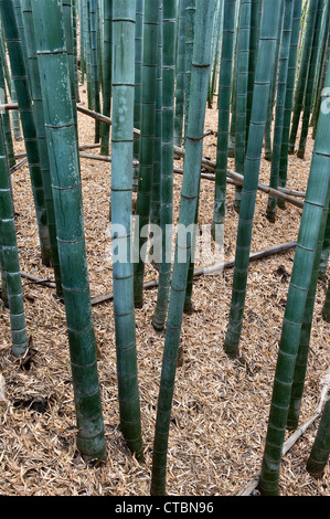 Der berühmte Sagano Bambushain in Arashiyama, Kyoto, Japan, eine beliebte Touristenattraktion Stockfoto
