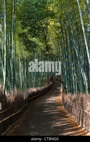 Der berühmte Sagano Bambushain in Arashiyama, Kyoto, Japan, eine beliebte Touristenattraktion Stockfoto