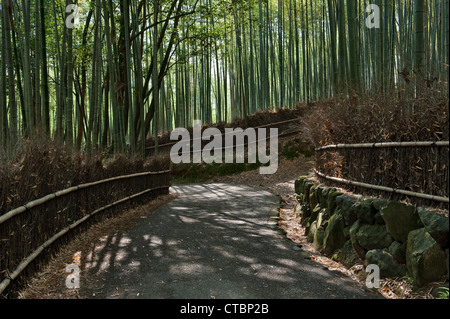 Der berühmte Sagano Bambushain in Arashiyama, Kyoto, Japan, eine beliebte Touristenattraktion Stockfoto