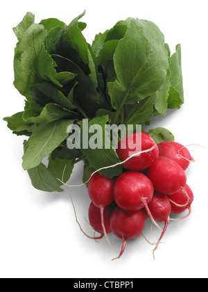 Radieschen Stockfoto