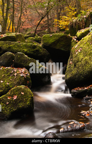 Burbage Bach fließt durch riesige Felsbrocken unter die goldenen Herbstfarben Padley Schlucht, Peak District, Derbyshire, England Stockfoto