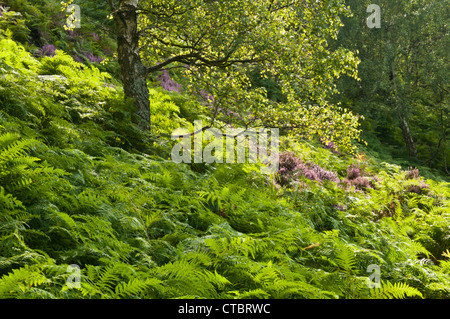 Spritzer von lila Heidekraut unter der üppigen grünen Bracken wachsen unter einer Birke am birchenfarbig Rand, Derbyshire, England Stockfoto