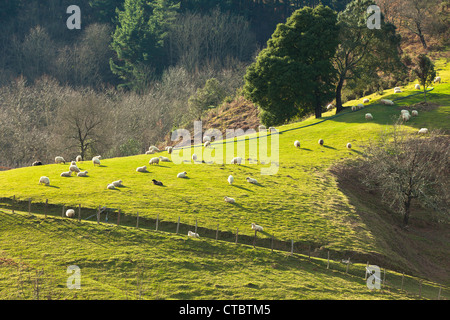 Das Baskenland-Winter-Blick: Schafe auf dem grünen Hügel Stockfoto