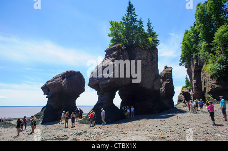 Hopewell Rocks auf der Bay Of Fundy bei Ebbe in New Brunswick, Kanada Stockfoto