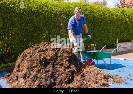 Mann Schaufel Gülle in Schubkarre Stockfoto