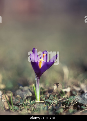 Safran. Stockfoto